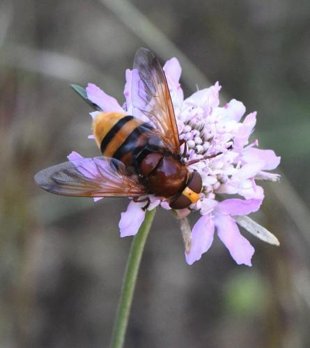 Réf. 232 388 : Volucella zonaria